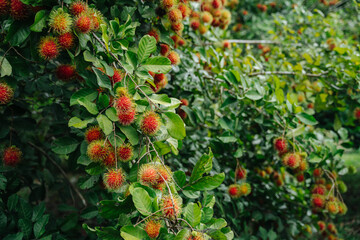 red rambutan is on the rambutan tree. Appetizing Thai fruit. Organic fruit agriculture concept.