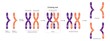 Crossing over between the non-sister chromatids of the homologous chromosome. Parental type and Recombination type. Genetic variation. Vector used for scientific and medical education.