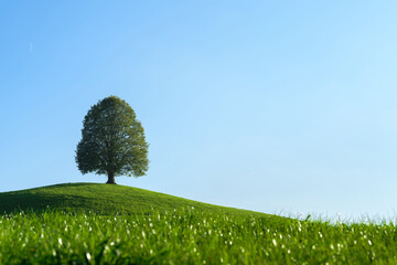 Beautiful hills, blooming meadows and lonely tree in Swiss Alps