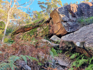 Wall Mural - Bush walking track through Australian bush next to a rock face. In eucalypt forest with ferns and a rocky track