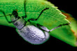 葉のうらの白い甲虫
