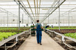 © DC Studio - View from the back of caucasian agricultural worker carrying salad harvest ready to deliver to local supermarket. Greenhouse cultivator holding crate with bio organic lettuce grown without pesticides.