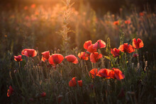 Summer Sunset Over Beautiful Poppy Meadow.