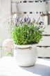 balcony decoration: flowering lavander in a rustic ceramic pot on a white, wooden table