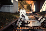 Fototapeta  - railroad dog
