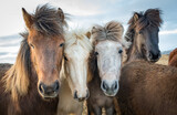 Portrait of beautiful Icelandic horses