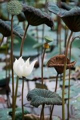 Wall Mural - Nature photo: Lotus flowers. This is beautifull flowers. The author made a series of photos in An Dong lotus pond, and lotus pond near Hue citadel. Time: June 20, 2022. Location: Hue City.  