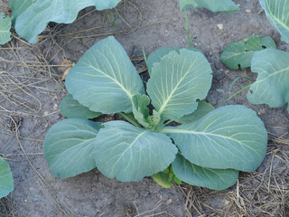 Wall Mural - Cabbage leaves close-up.