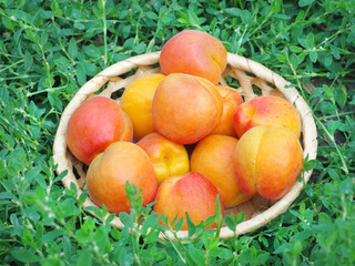 Wall Mural - Apricot fruits on plate