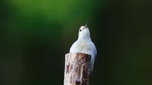 Female Red-bellied Woodpecker Eating Seeds On A Post, Slow Motion