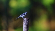 Tufted Titmouse Eating Seeds On A Post, Slow Motion