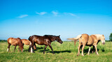 Fototapeta Konie - A herd of horses in a field in summer. Horses graze on the background of a blurred field