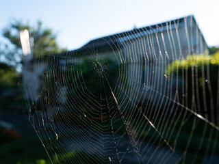 spider web on blue sky background