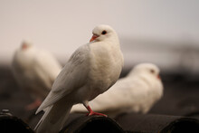 A White Dove The Symbol Of Love, Peace, Innocence And Simplicity, Sitting On A Roof. Also Called: Wedding Dove