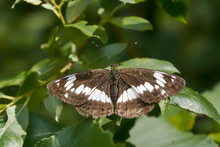 White Admiral Butterfly. Limenitis Arthemis. Copy Space.