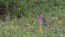 Cottontail Rabbit Feeding On Tall Grasses