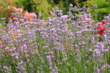 Fototapeta Lawenda - Blooming lavender in the home garden.
Kwitnąca lawenda w przydomowym ogrodzie