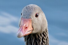 Close Up Of A Goose