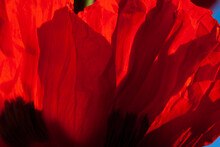Oriental Poppy Petals Close-up In The Morning Sun