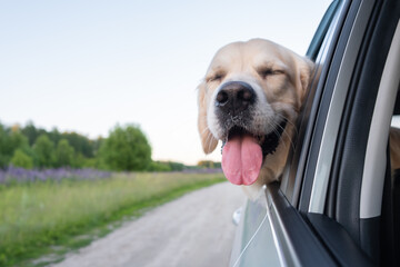 A happy dog travels in the summer by car. Golden Retriever looking out the car window on a sunny day. A car trip with a pet.