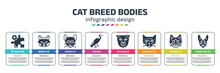 Cat Breed Bodies Infographic Design Template With Pet Solution, Bombay Cat, Sokoke Cat, Vulture, Pixie Bob Savannah Burmese Cornish Rex Icons. Can Be Used For Web, Banner, Info Graph.
