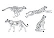 Vector set of outline cheetah isolated on white background