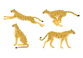 Poster - Vector set of flat hand drawn cheetah isolated on white background