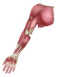 Arm Muscles Human Muscle Medical Anatomy Diagram