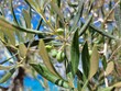 closeup of olive tree with ripe green olives with adriatic sea behind