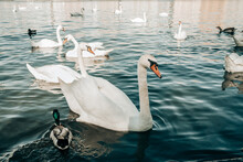 Beautiful swans and ducks in Prague on Vltava river. 