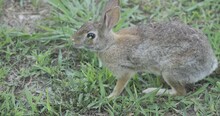 Wild Cottontail Rabbit Feeding In A Grassy Field