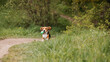 © Maria - Beagle running with a toy on the grass in nature in summer
