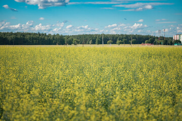 Blooming farmer's field of cultivated plants.