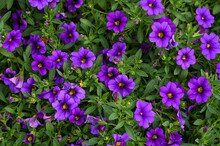 Close Up Of Purple Petunias Blooming. Beautiful Decorative Plants Flower Petunia. Growing Flowers