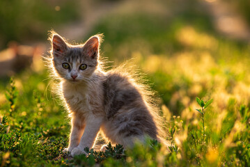 white gray Cat  Little grey kitten. Portrait cute ginger kitten. happy adorable cat, Beautiful fluffy  cat lie in grass outdoors in garden sunset light golden hour