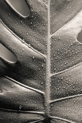 Poster - Vintage photo of leaf with drops of water. Abstract nature background