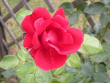 Fototapeta  - czerwona róża w zbliżeniu