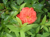 Fototapeta  - pomarańczowa róża ukryta wśród liści