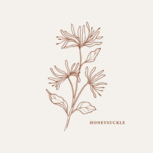 Hand Drawn Honeysuckle Branch Illustration