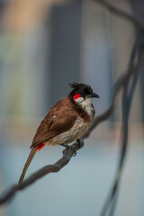 Wall Mural - Red-whiskered bulbul