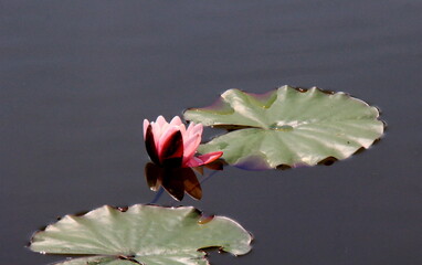 Wall Mural - Pink water lily flowers in garden pond during summer