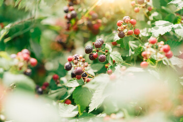 Canvas Print - branch of ripe blackberries in the garden on a green background. Early, early maturing variety