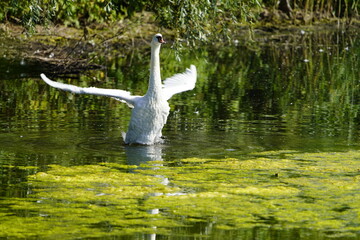 Wall Mural - Lounging mute swan (Cygnus olor) Anatidae family. Lehrte near Hanover, Germany.