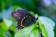 Red-Spotted Purple Butterfly (Limenitis Arthemis) Perched On A Box Elder (Acer Negundo) Leaf