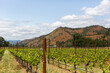 west coast vineyard in the summer 3