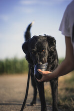 Person Holding Cup Of Water For Black Short Coated Large Dog
