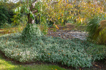 Euonymus or spindle fortunei evergreen plant with green leaves climbing on tree. Gardening in autumn. Sunny day, fall season