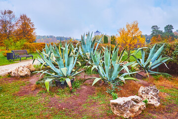 Sticker - Agaves in autumn Feofania park, Kyiv, Ukraine