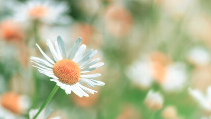 Canvas Print - Chamomile flowers (Matricaria recutita), blooming plants in the spring meadow on a sunny day, closeup with space for text