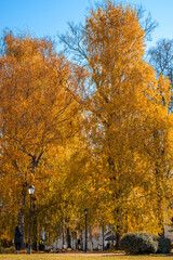 Wall Mural - Colorful foliage in the autumn park